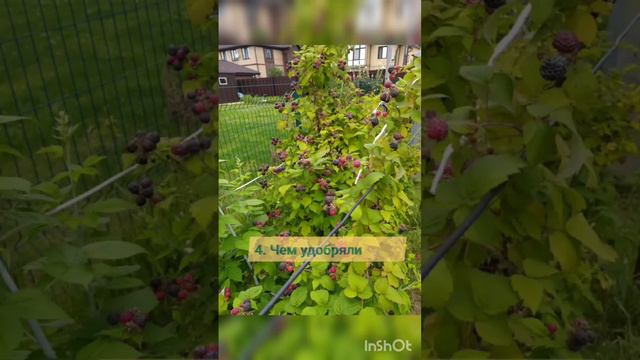 Мой секрет успеха #дача #сад #ландшафтный_дизайн