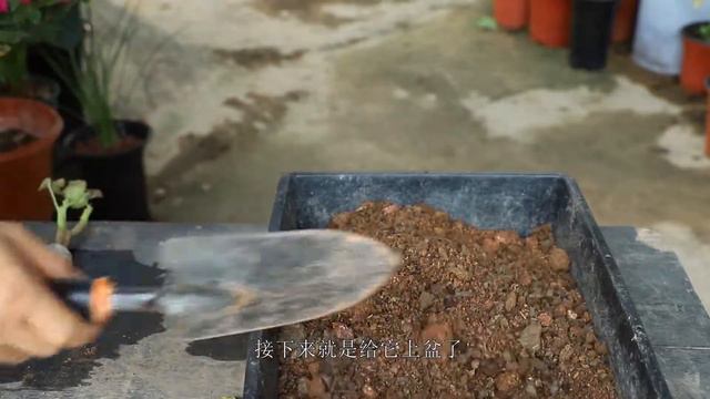 刚买的天竺葵，如何正确处理干枯的叶片？正确配土上盆？一看就会