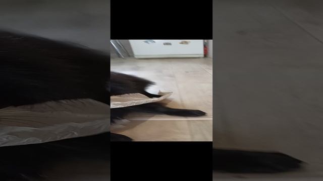 VID20230324111156.mp4