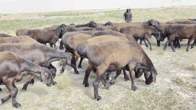 Гиссарский кочкары на продажу К/Х Нурзода 27.07.2022г