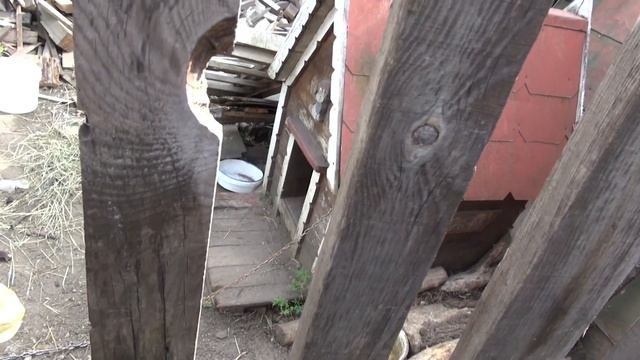 Эксперимент бараньим навозом и черной львинки.