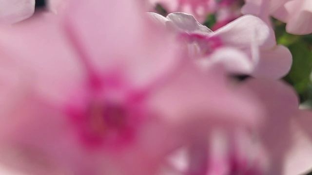 Дневник природы