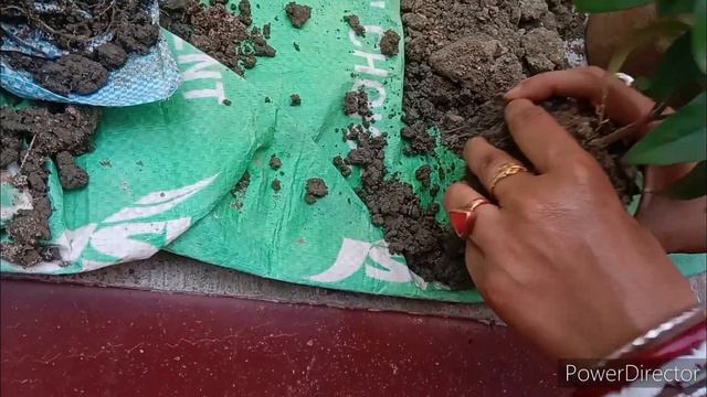 How To Repot Blue Tagar/Shooting Star Plant🌱