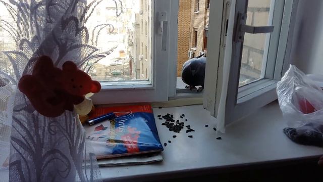 Голубь ничего не боится