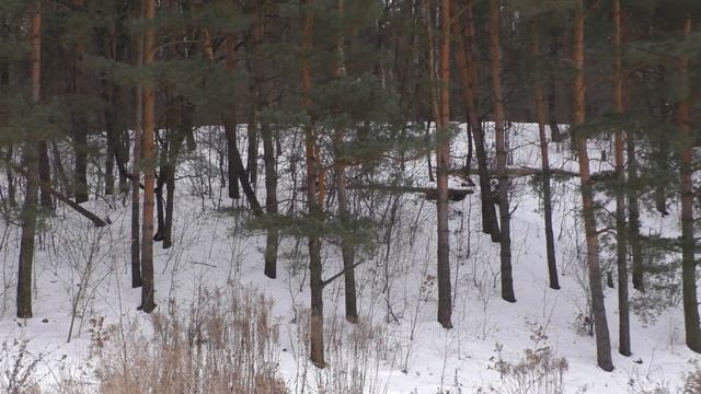 Мир вокруг нас 6 Сабаров, лебеди остались зимовать