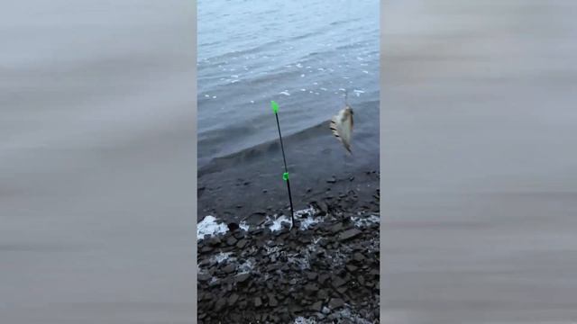 18+ рыбалка. Тавричанка. Приморский край. 18+ осторожно Русский мат