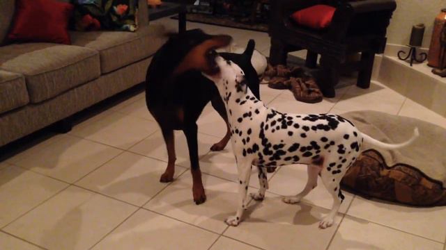 Dalmatian Fends Off Doberman
