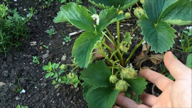 Spare Time Gardening With Simon - June Tour - Jun 18 S3 E19