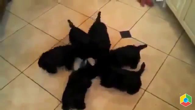 ЩЕНКИ СМЕШНО ЕДЯТ Funny1