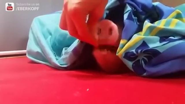 Поросенок ест печенье +100500