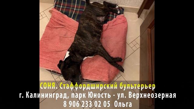 Пропала собака! СОНЯ. Стаффордширский терьер. г. Калининград, парк Юность, ул. Верхнеозерная
