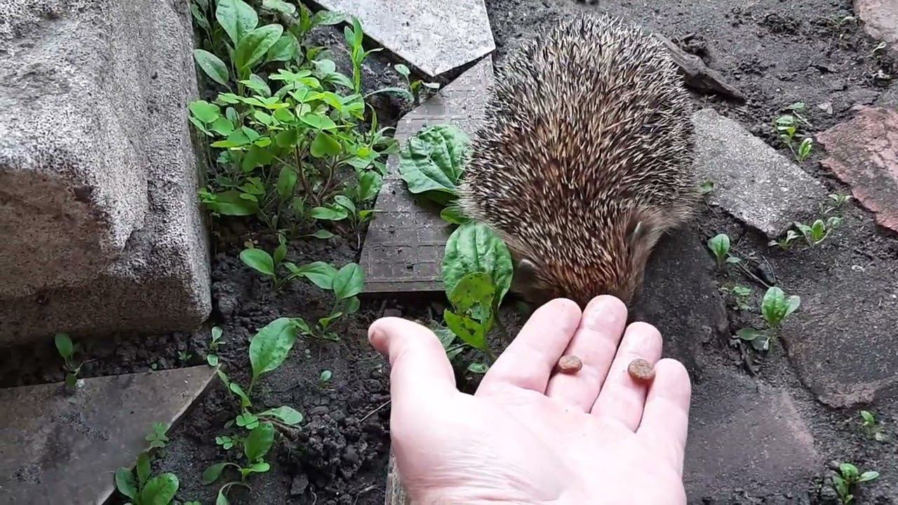 Приручение Ежа (сухим кормом для кошек и котов)