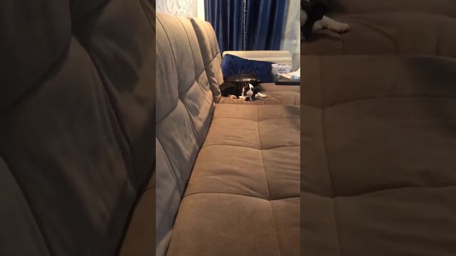 Бостон терьер Бонд 2,5 месяца