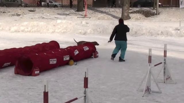 Соревнования по аджилити 23.03.13 г., СПб, Невская V01