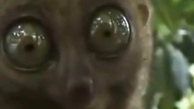 Лемур и домашний кот