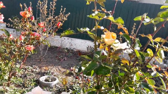 МУЧНИСТАЯ РОСА НА МОИХ ОСЕННИХ РОЗАХ