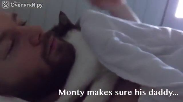Кот спит с хозяином, The Cat Sleeps With The Owner