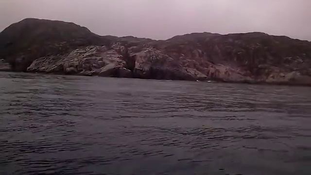 Акулы Баренцева моря