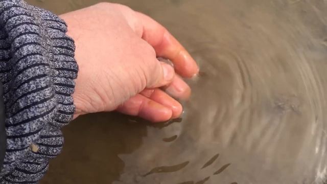 МЕЧТА ЛЮБОГО КОПАТЕЛЯ НАЙТИ ЭТУ МОНЕТУ. EVERY DIGGER'S DREAM IS TO FIND THIS COIN