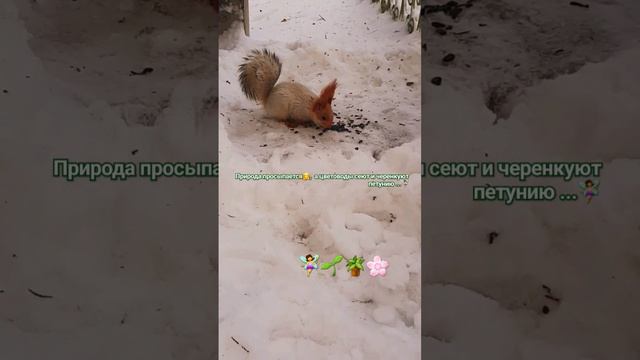 Цветоводы Продолжаем Сеять и Черенковать Петунию#петуния #природа #белка