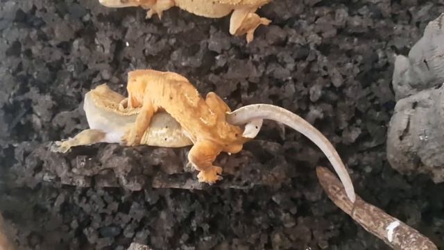 Gekony Orzęsione Seks - Od 18 Lat ;)