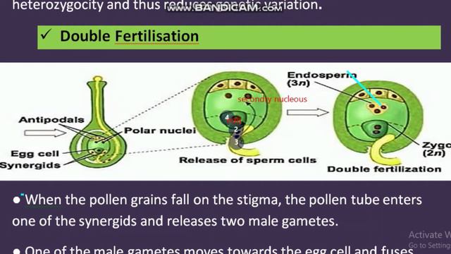 Class 12 Chapter 2 Double Fertillisation