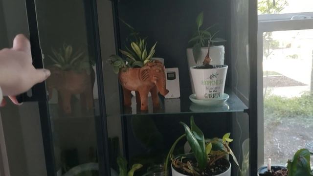 Mini Glass Shelves Tour + Nearby Plants | Lacidoll 16L Humidifier Review