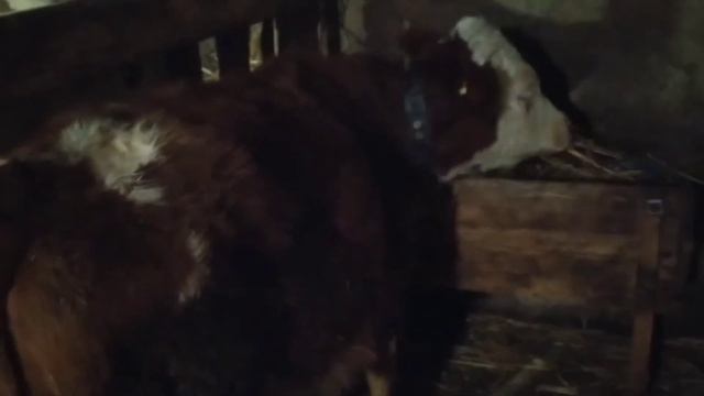 Сил нет, а дела делать нужно. Злюсь на себя...