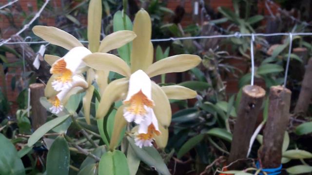 A Rara Beleza  Da Rhychonstylis Coelestis Blue...cattleya Forbesii...catassetum Brotando Das Raizes