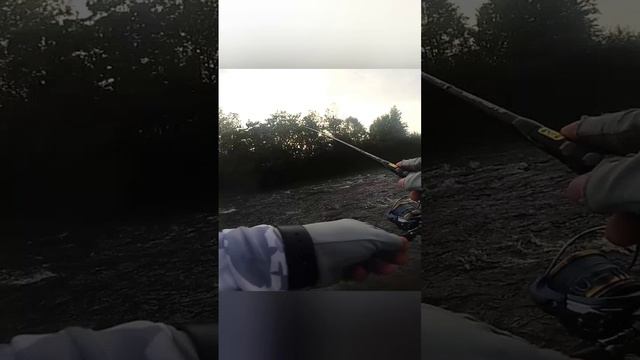 Поклевка голавля на струе. #shorts #fishermen76 #голавль
