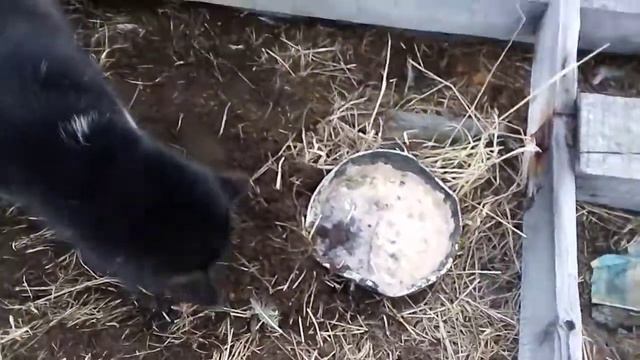 Собака закапывает свой суп