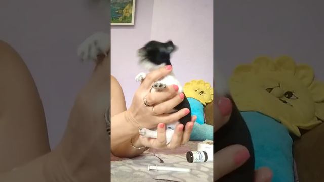 Дегельминтизация щенка чихуахуа