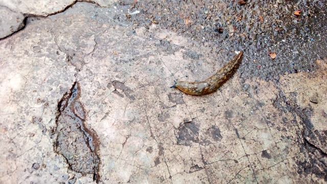 Новый житель, слизняк , как с ними бороться?