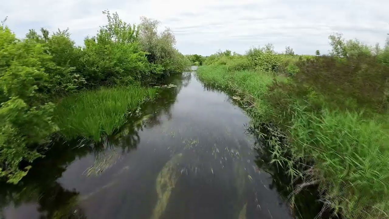 Нашли в лесу огромный 600 летний дуб. Baba Groasa (Muma Padurii). Forest Ghimpati.