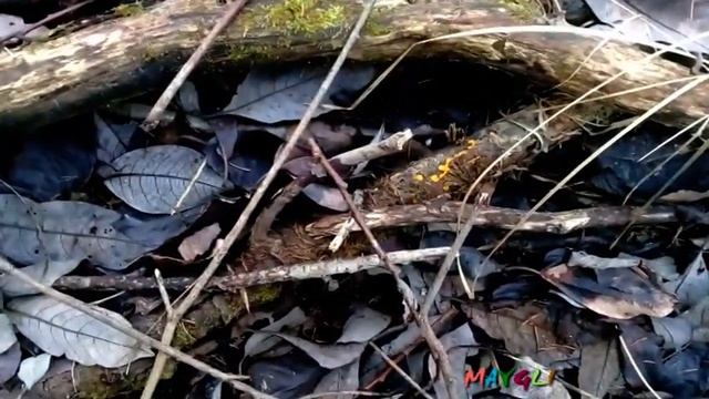 Какие грибы растут в декабре.