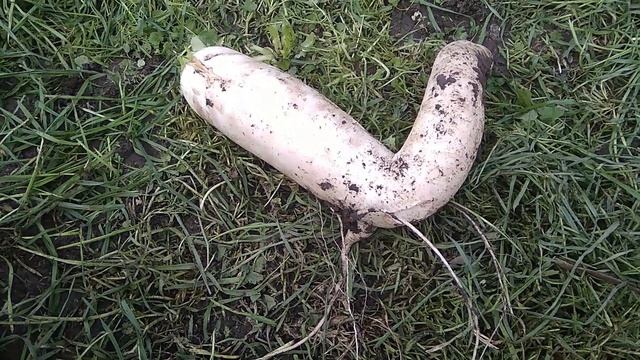 Осенний дайкон