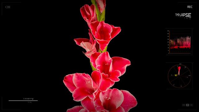 Pink Gladiolus Opening | Flowers Blooming | Time Lapse