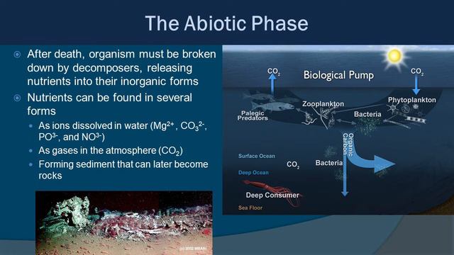 Topic Notes 3.6: Nutrient Cycles