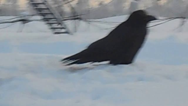 Черный ворон прилетает на обед к вахтовой столовой