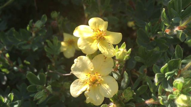 Shrubby Cinquefoil Five-Fingers (Dasiphora Fruticosa) #cinquefoil #dasiphora #fruticosa #gardening