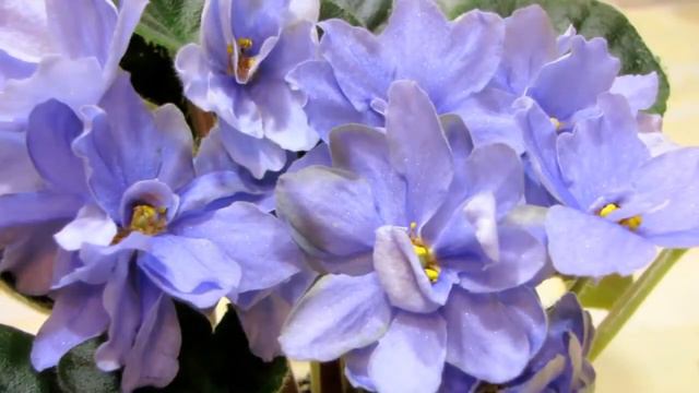 Ma's Megaphone O  Robinson Мас мегафон  Фиалка  Стандарт. Видео обзор сорта фиалки