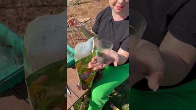 Огурцы в стаканах без дна🥒