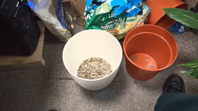 Repotting A Peace Lilly