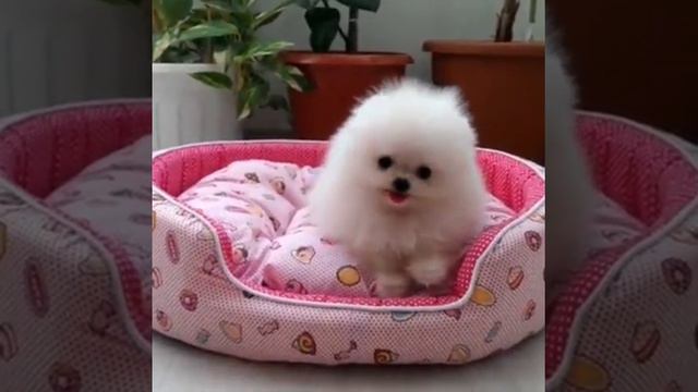 Померанский шпиц