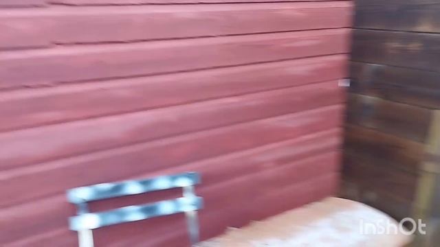 выгнала старую кошку на улицу #зоо #домашниеживотные #кошки #питомцы #коты #хвосты