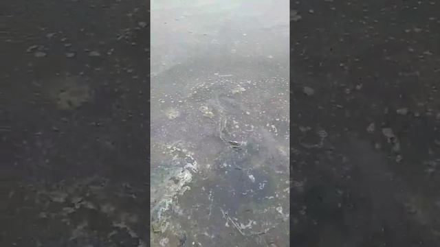 Snakehead! Отпускаем малька змееголова!!!