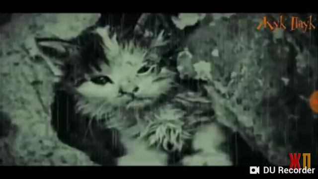 Уродливый кот