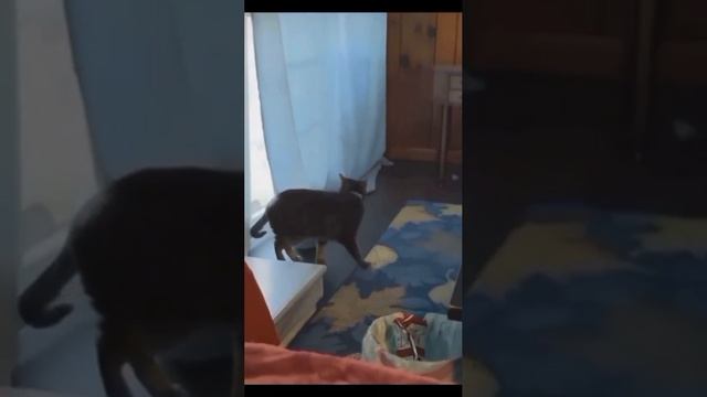 Кототерапия - тут котики