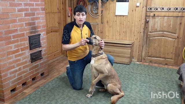 Как научить собаку кувыркаться (делать кувырок) /How To Teach A Dog To Somersault (do A Somersault)