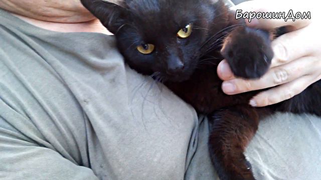 Поем с Симбой 